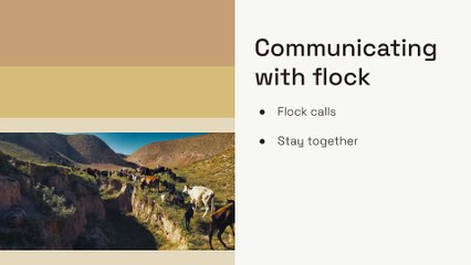 What Is That Goat Yelling About?