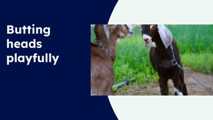 A Goat's Day: Eat, Play, Nap, Repeat