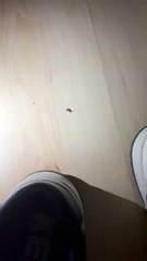 Las cucarachas en el Hotel Alegría Maripins