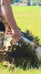 It's time for this professional to sheer his sheep!