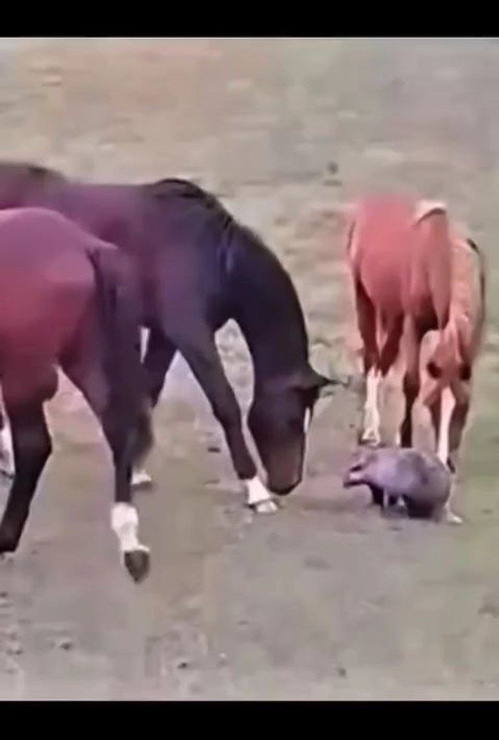 ⁣funny animals 😂cute pets #viral #funnyanimals #pets