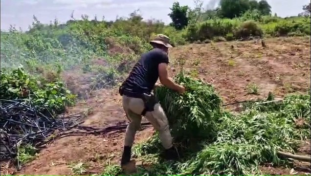PM erradica 51 mil pés de maconha em cidade baiana
