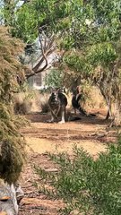 Kangaroos in Australia 🇦🇺