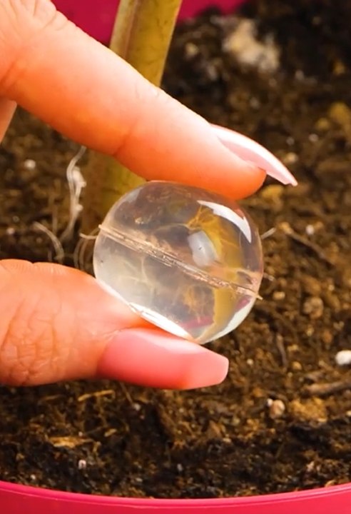 Innovative ways of taking care of plants!