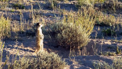 Las hienas pardas de Makgadikgadi