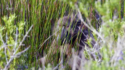 Babuinos, Una sociedad muy jerarquizada