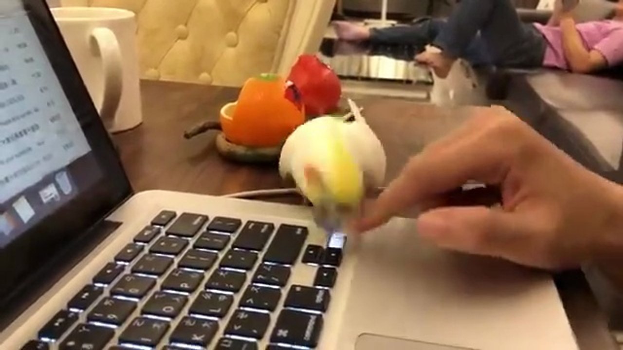 Hilarious Cat CHASES Dog 😯  FUNNIEST Animals and Pets Animal Comedy Kingdom‫‬ | Funniest Animals Eve  - Awesome Funny Animals' Life Videos - Funniest Pets ‫‬ Animal Comedy