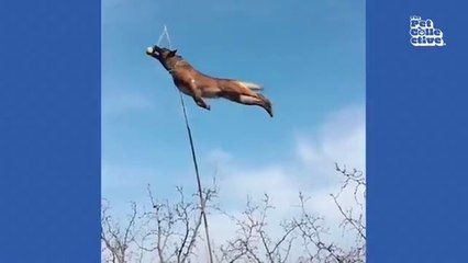 Hilarious Cat CHASES Dog 😯  FUNNIEST Animals and Pets Animal Comedy Kingdom‫‬ | Funniest Animals Eve  - Awesome Funny Animals' Life Videos - Funniest Pets ‫‬ Animal Comedy