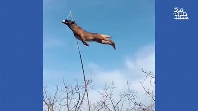 Hilarious Cat CHASES Dog 😯 FUNNIEST Animals and Pets Animal Comedy Kingdom‫‬ | Funniest Animals Eve - Awesome Funny Animals' Life Videos - Funniest Pets ‫‬ Animal Comedy
