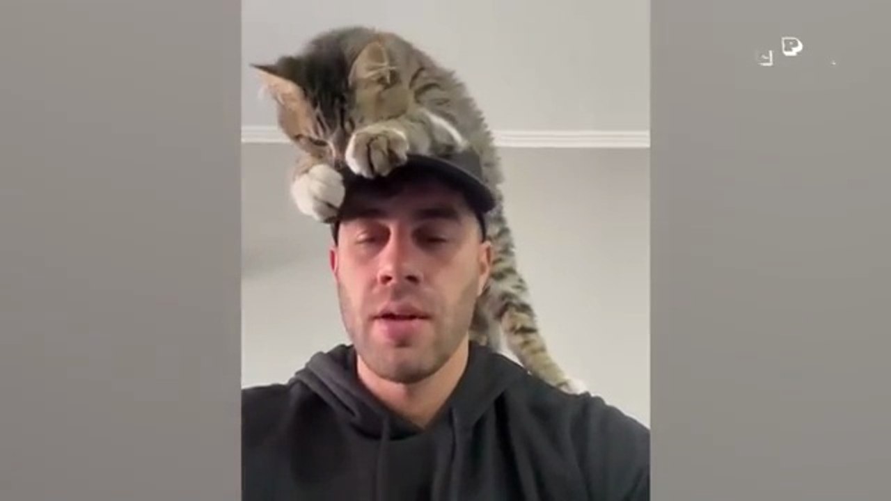 BEST Cat Videos Animal Comedy Kingdom‫‬ | Funniest Animals Eve  - Awesome Funny Animals' Life Videos - Funniest Pets ‫‬ Animal Comedy