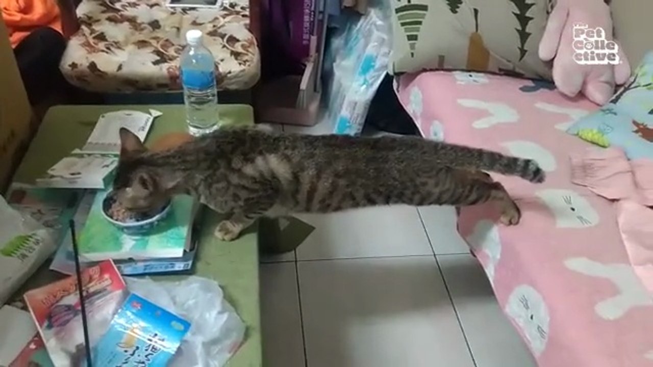 BEST Cat Videos  Animal Comedy Kingdom‫‬ | Funniest Animals Eve  - Awesome Funny Animals' Life Videos - Funniest Pets ‫‬ Animal Comedy