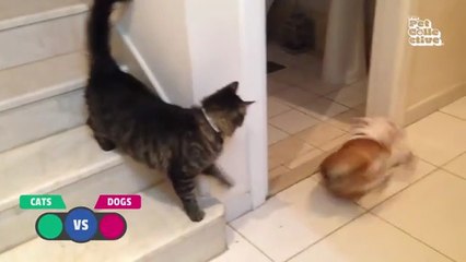 BEST Cat Videos Animal Comedy Kingdom‫‬ | Funniest Animals Eve  - Awesome Funny Animals' Life Videos - Funniest Pets ‫‬ Animal Comedy