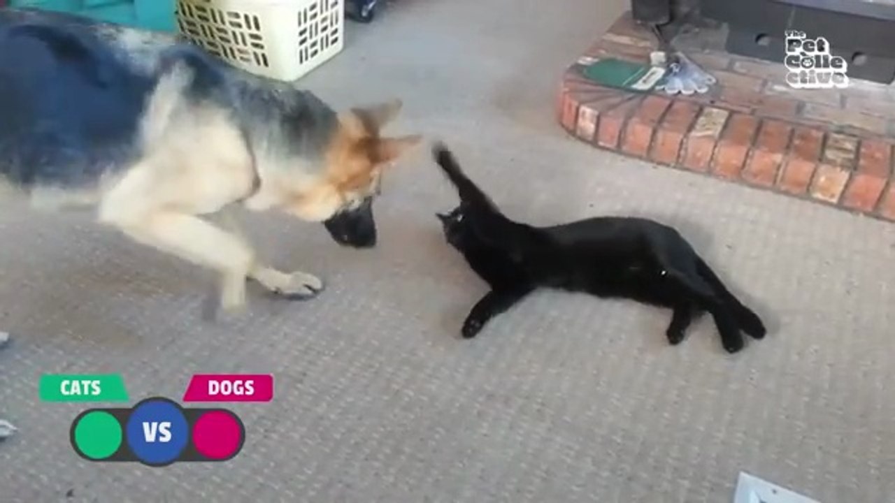 BEST Cat Videos Animal Comedy Kingdom‫‬ | Funniest Animals Eve  - Awesome Funny Animals' Life Videos - Funniest Pets ‫‬ Animal Comedy