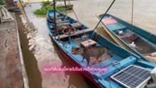Kind Man Rescues a Cat Lost in Flood Using His Boat