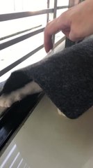 Cat Takes Shelter Under the Doormat