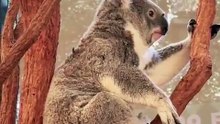 Welcome to Australia 🇦🇺