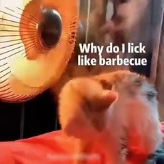 "Naimlkas Crazy Cute and Funny Animals 😂 2025 Epic Fails and Reactions | Laugh Until You Cry"