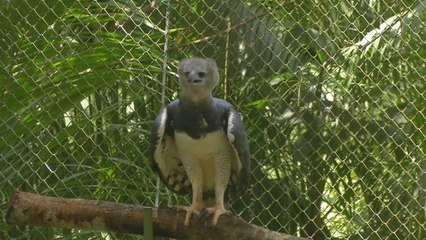 Águila harpía 'Panamá' celebró su cumpleaños número 16 en el Jardín Botánico Summit