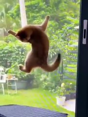 "Naimlkas Ultimate Laugh Challenge 😂 2025 Funny Cats, Dogs and Animal Compilation"
