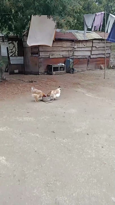 Vista al campo de Benito