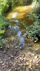 Pollution du fleuve l'Arc à TRETS avec des dizaines de poissons morts - 20SEPTEMBRE 2025