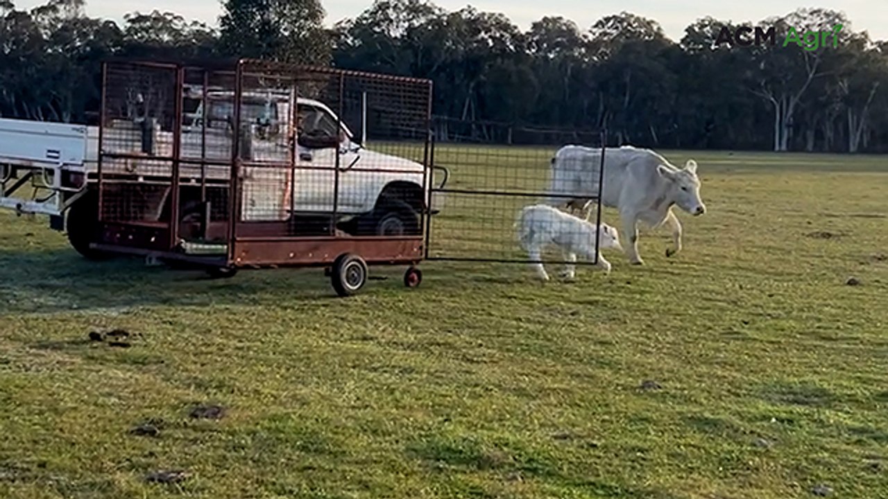 Homemade calf catcher helps farmer handle newborns safely