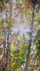 Together Hearts in Sync