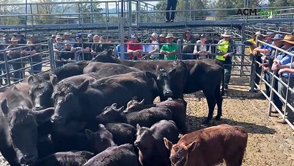 Bega sale highlights demand for quality Angus cows with calves