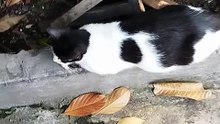 This pregnant stray cat is missing one eye