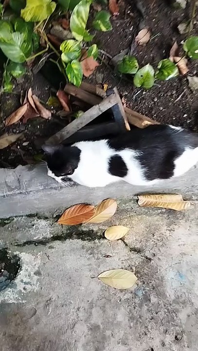 This pregnant stray cat is missing one eye