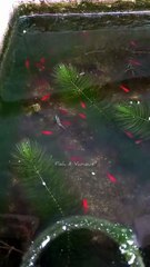 Baby super red molly fish | Guppy fish tank