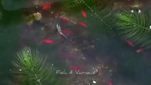 Baby super red molly fish | Guppy fish tank