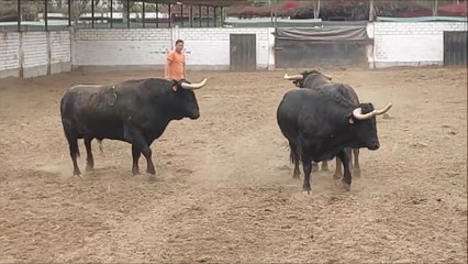 Toros de Domingo Hernandez p Feria Señor de los Milagros 2025