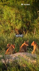 Mapogo Lion Coalition 🦁 | The Deadliest Lions Ever Recorded