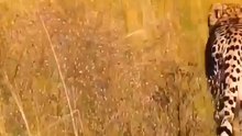 A lion group is hunting and they are very hungry.