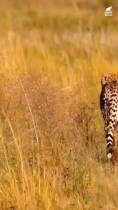 A lion group is hunting and they are very hungry.