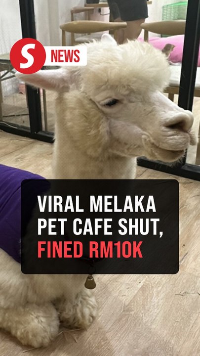 Melaka pet cafe featuring alpaca, goats slapped with over RM10,000 fine