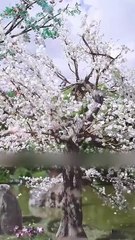 THE BRIDE WHO HEALED A LORD - ENGLISHSUB