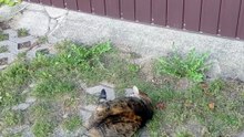 Age Is Just A Number. Senior Cat Has Fun Like a Kitten 🐾💖 #shorts #funny #funnycats #cats #cute #fyp #viralcats