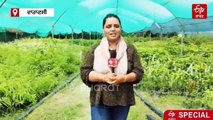 ਇਹ ਸੇਬ ਖਾਣ ਲਈ ਕਰਵਾਉਣੀ ਪੈਂਦੀ ਪ੍ਰੀ-ਬੁਕਿੰਗ, ਜਾਣੋ ਕਿੱਥੇ ਹੋ ਰਹੀ ਵਾਟਰ ਐਪਲ ਦੀ ਖੇਤੀ