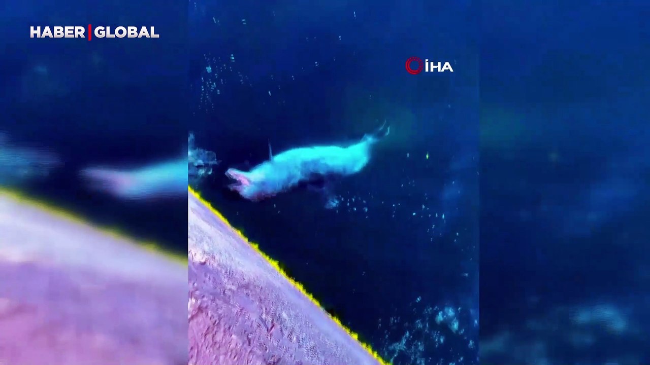 İstanbul'un yunuslarından keyif veren balık avı: Belgeselleri aratmadı