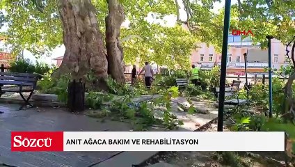Anıt ağaca bakım ve rehabilitasyon