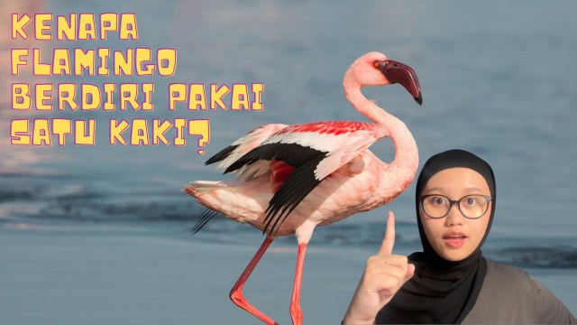 Kenapa Flamingo Berdiri dengan Satu Kaki?-Serius Ini Hewan?