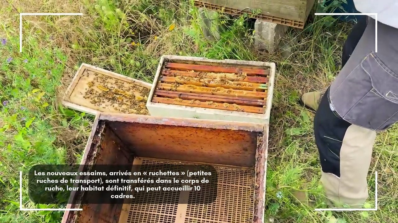 Le miel de saint Gratien