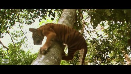 Two tiger brothers are separated and only a BOY can CALM THEM DOWN now that they have joined forces