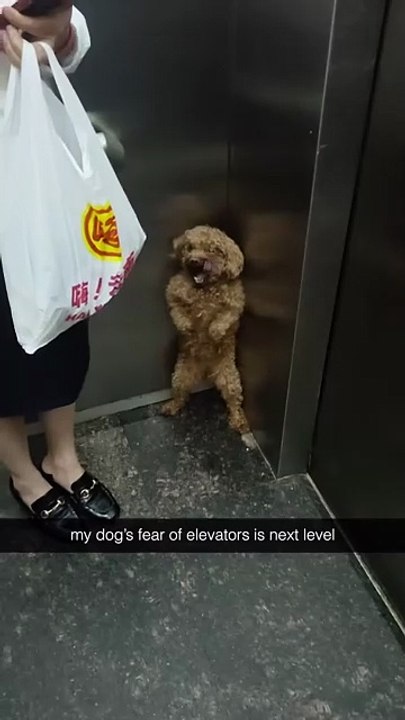 He’s just trying to blend in… #scareddog #elevatorservice #funnyanimalmemes