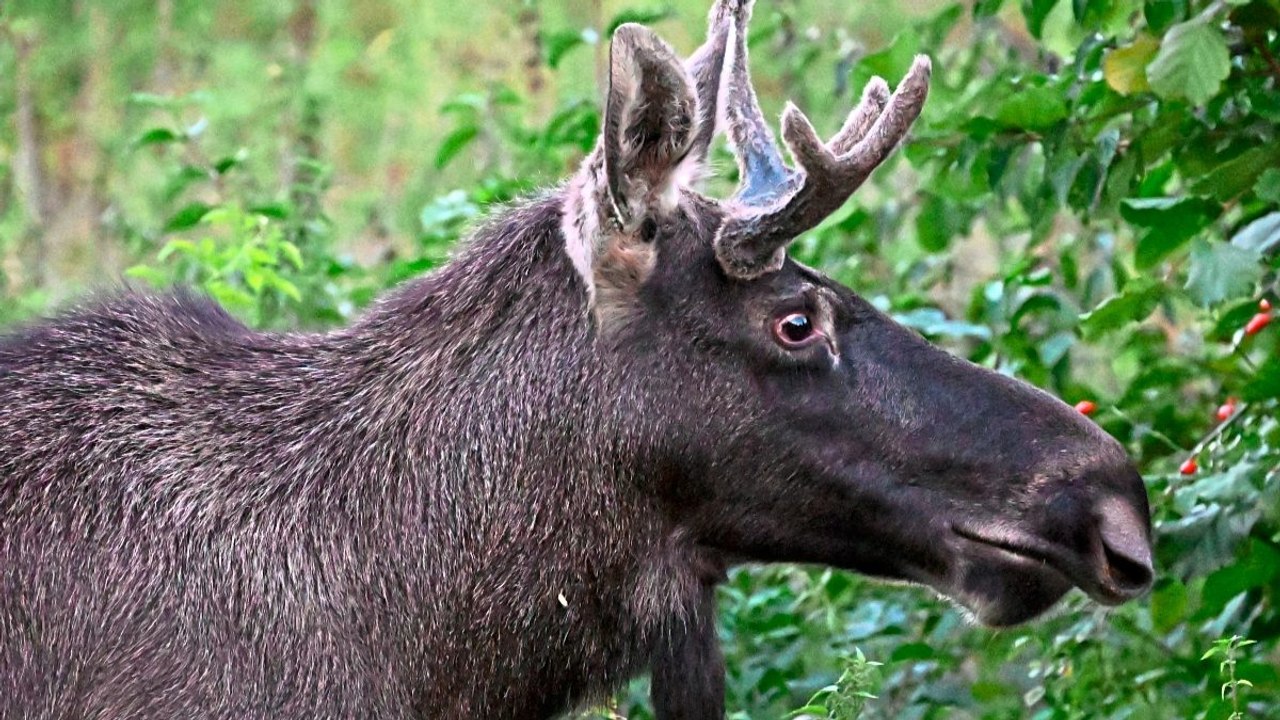 Elch Emil betäubt und im Böhmerwald ausgesetzt