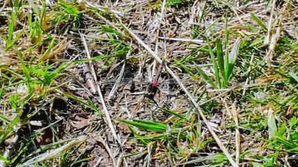 Countryfile S37E38 - Solway Coas