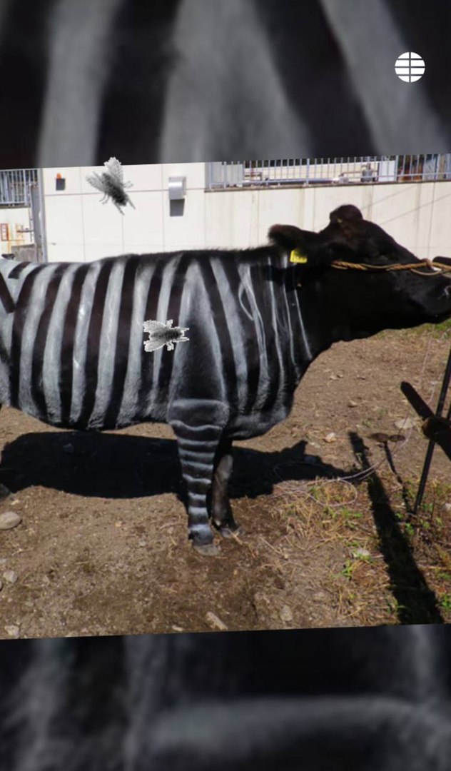 Las investigaciones más locas premiadas en los satíricos IG Nobel