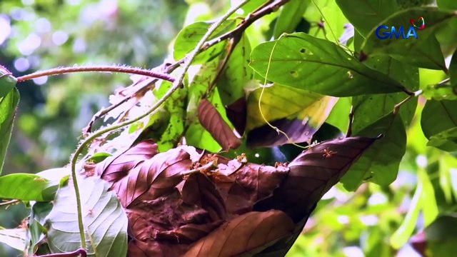 Anay, kayang mangitlog ng 30,000 kada-araw?! | Born to be Wild